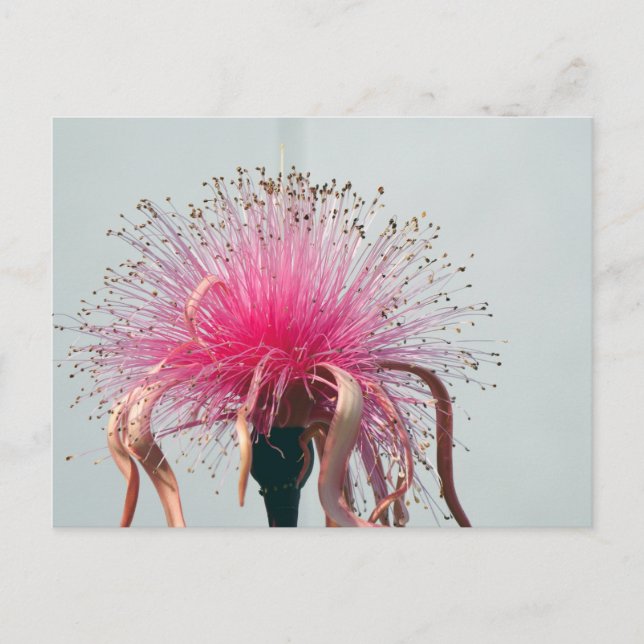 Carte Postale Fleur et Flamant rose optiques en fibre réelle (Devant)