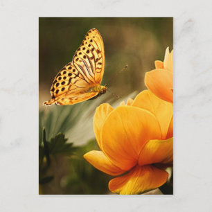 Carte Postale fleur et papillon paix et joie