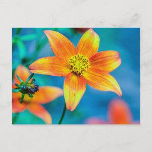 Carte Postale Fleur étoile orange
