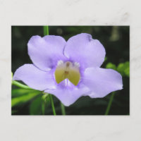 Fleur exotique