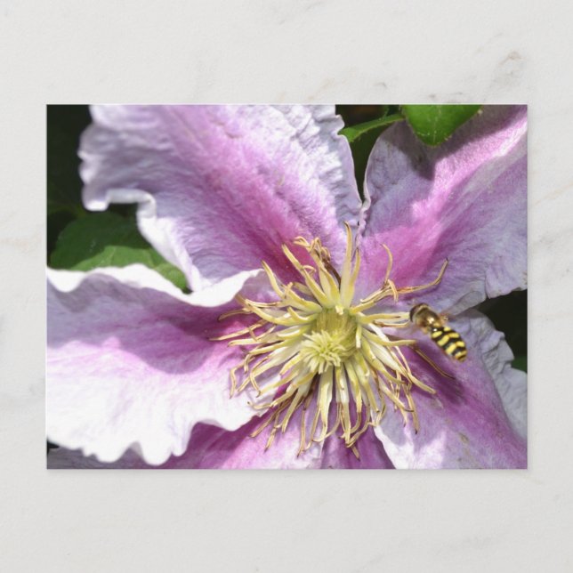 Carte Postale Fleur exotique avec abeille (Devant)