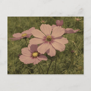 Carte Postale Fleur Faded Pink Vintage Look