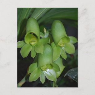 Carte Postale Fleur femelle de Catasetum orchidée