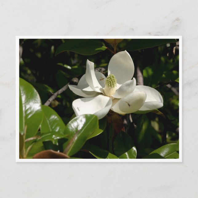 Carte Postale Fleur fraîche de Magnolia (Devant)
