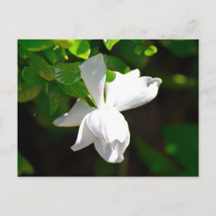 Carte Postale Fleur Gardenia blanche