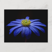Fleur Gerbera Blue Daisy sur un arrière - plan noi