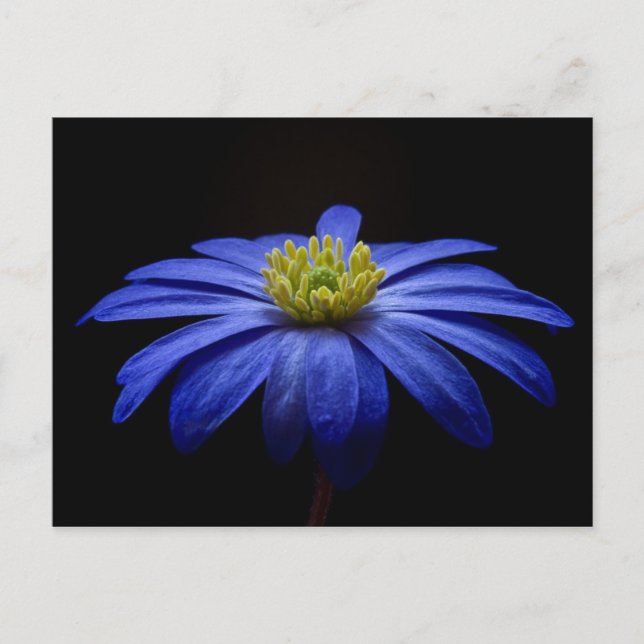 Carte Postale Fleur Gerbera Blue Daisy sur un arrière - plan noi (Devant)