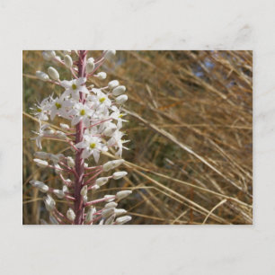 Carte postale Fleur grecque