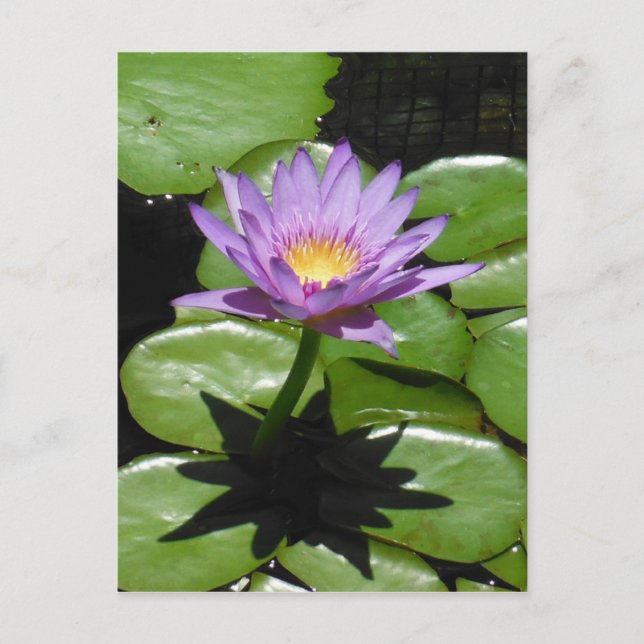 Carte Postale Fleur Hawaii Lotus (Devant)