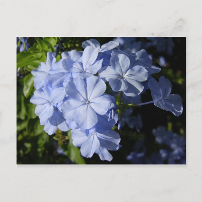 Carte Postale Fleur Hawaiian Blue Plumbago (Devant)