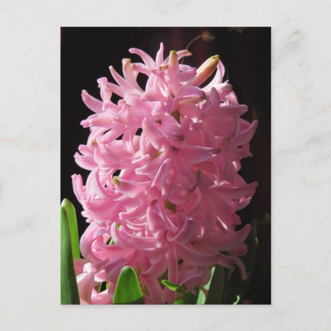 Carte Postale Fleur Hyacinthe rose (Devant)