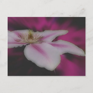Carte Postale Fleur intense de Clematis blanc