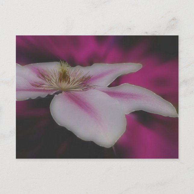 Carte Postale Fleur intense de Clematis blanc (Devant)