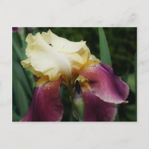 Carte Postale Fleur Iris Jaune