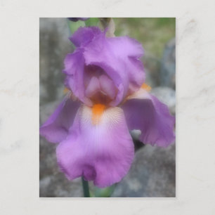 Carte Postale Fleur Iris Lavande Douce