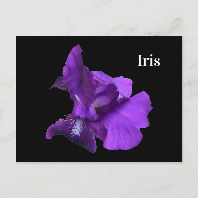 Carte Postale Fleur Iris Violet (Devant)