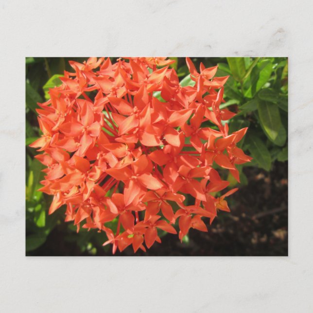Carte Postale Fleur Ixora orange (Devant)