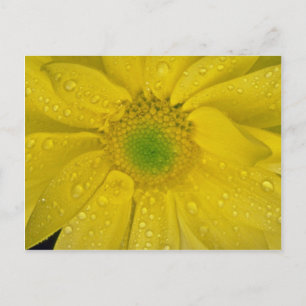 Carte Postale Fleur jaune