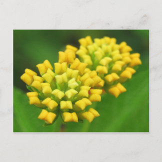 Carte postale Fleur Jaune