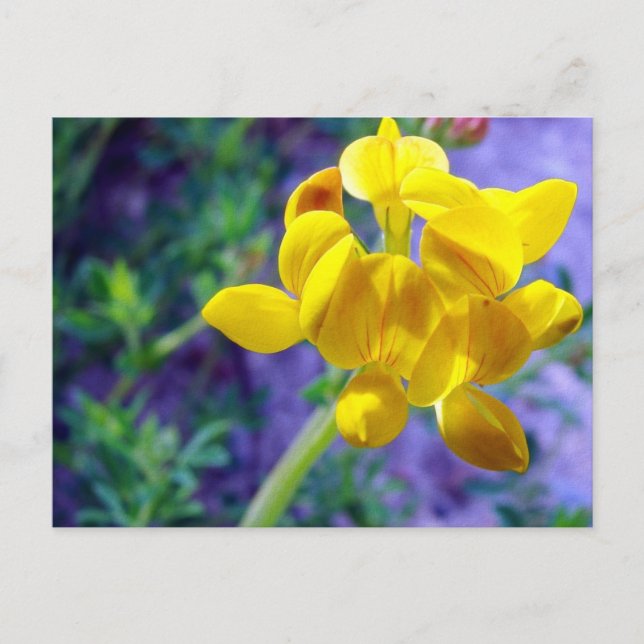 Carte Postale Fleur jaune 2 (Devant)