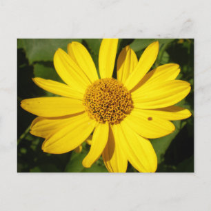 Carte Postale Fleur jaune avec feuillage vert
