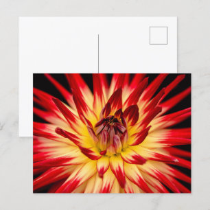 Carte Postale Fleur jaune et rouge rayonnante, tir de fond flora