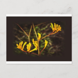 Carte Postale Fleur jaune Kangaroo Paw