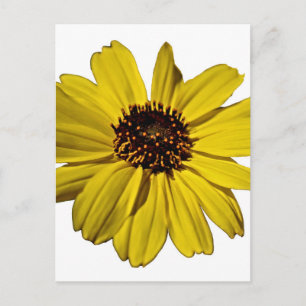 Carte Postale Fleur Jaune Lumineuse, Faisée