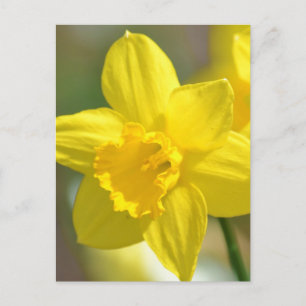 Carte Postale Fleur jonquille jaune