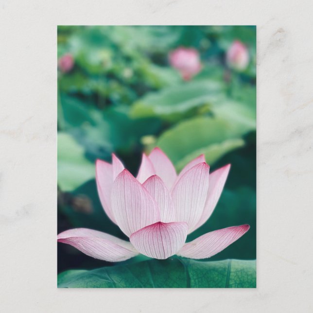 Carte Postale Fleur Lotus (Devant)