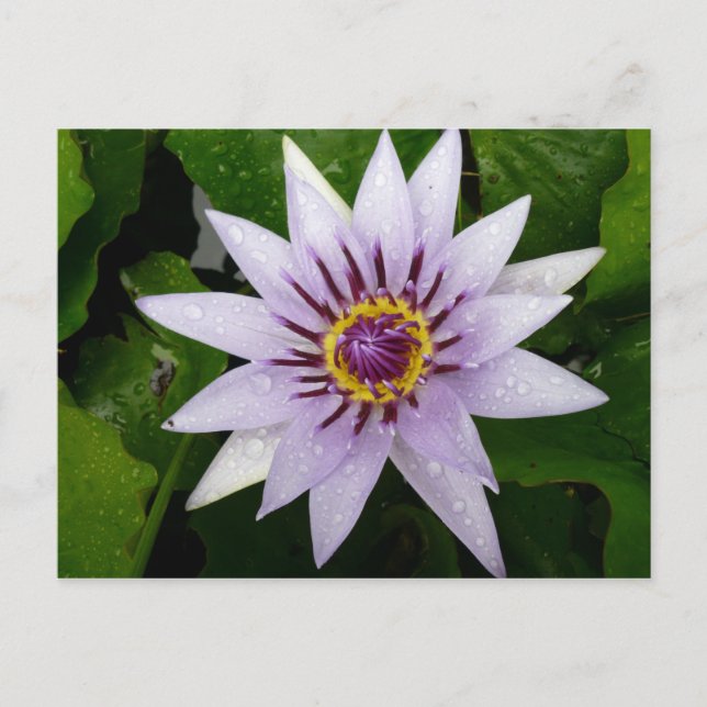 Carte Postale Fleur Lotus (Devant)