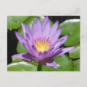 Carte Postale Fleur Lotus