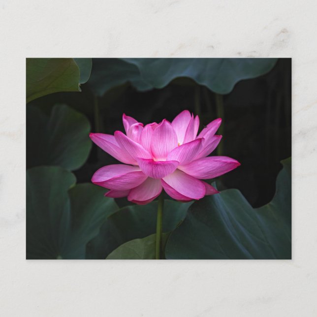 Carte Postale Fleur Lotus (Devant)