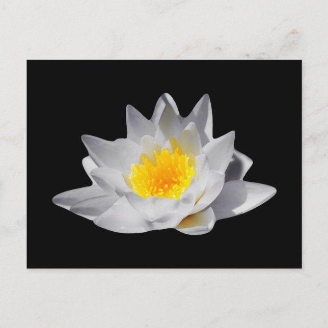 Carte Postale Fleur Lotus (Arrière - plan noir) (Devant)