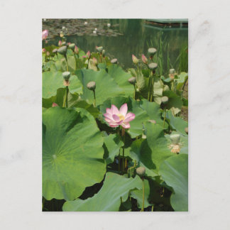 Carte Postale Fleur Lotus Nénuphar rose dans un étang en été
