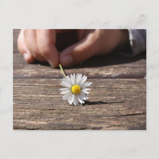 Carte Postale Fleur marguerite