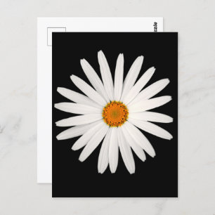 Carte Postale Fleur marguerite