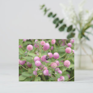 Carte Postale Fleur marguerite anglaise