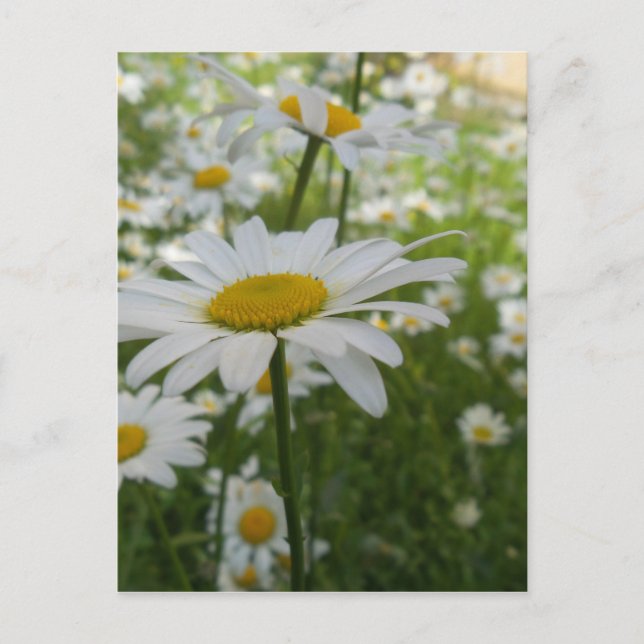 Carte Postale Fleur marguerite blanche (Devant)
