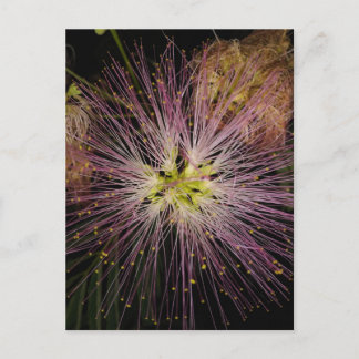 Carte postale Fleur Mimosa