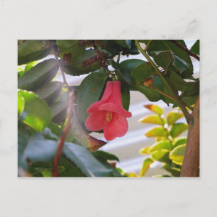 Carte Postale Fleur nationale du Chili