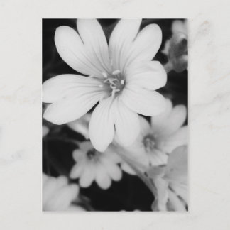 Carte Postale Fleur noire et blanche