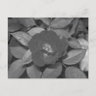 Carte Postale Fleur noire et blanche