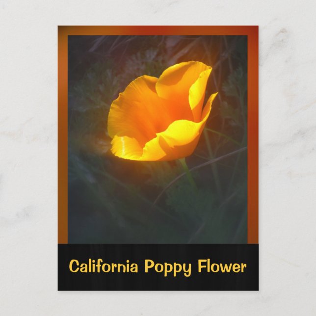 Carte Postale Fleur Ogange California (Devant)