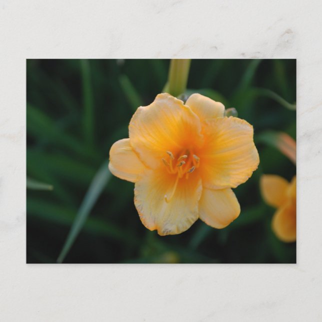Carte Postale Fleur orange (Devant)