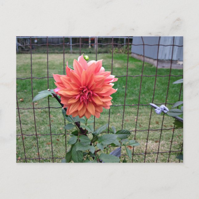 Carte Postale Fleur orange (Devant)