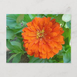 Carte Postale Fleur orange