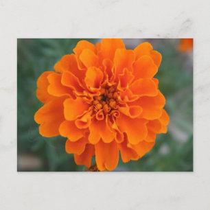 Carte Postale Fleur orange vive