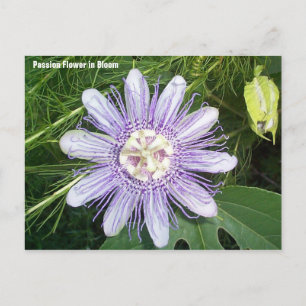 Carte Postale Fleur Passion