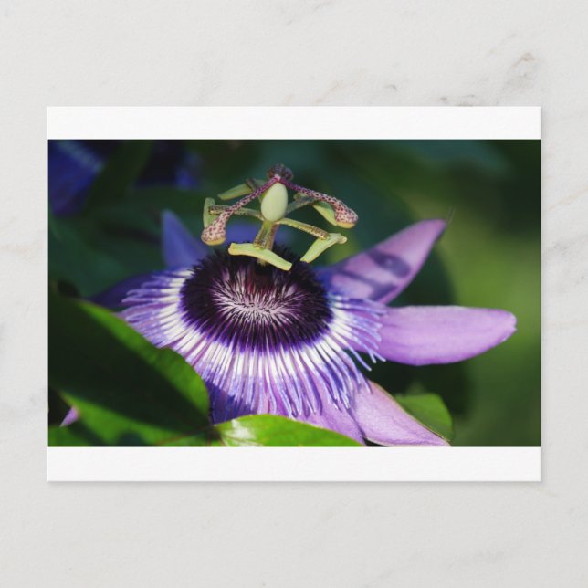 Carte Postale Fleur Passion (Devant)